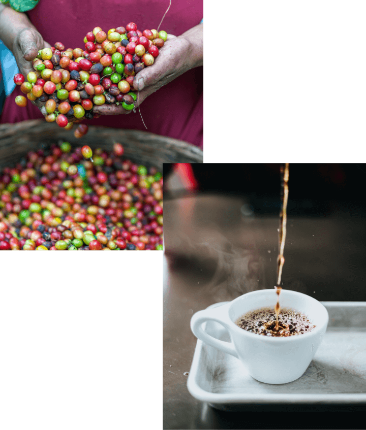 世界最高水準のコーヒーから、 あなたに合う一杯を。